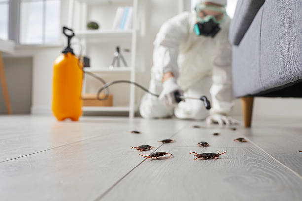 Post-Treatment Bed Bug Interceptor Monitoring in Glasgow